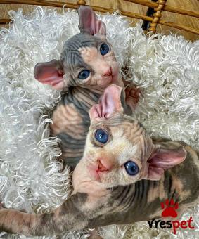 Ράτσα: Σφύξ | Ηλικία: 3 μηνών | Φύλο: Αρσενικό | Αρ. Microchip: 978101088345678 | Ιδιώτης | Pedigree | Περιοχή: Αθήνα, Αττική